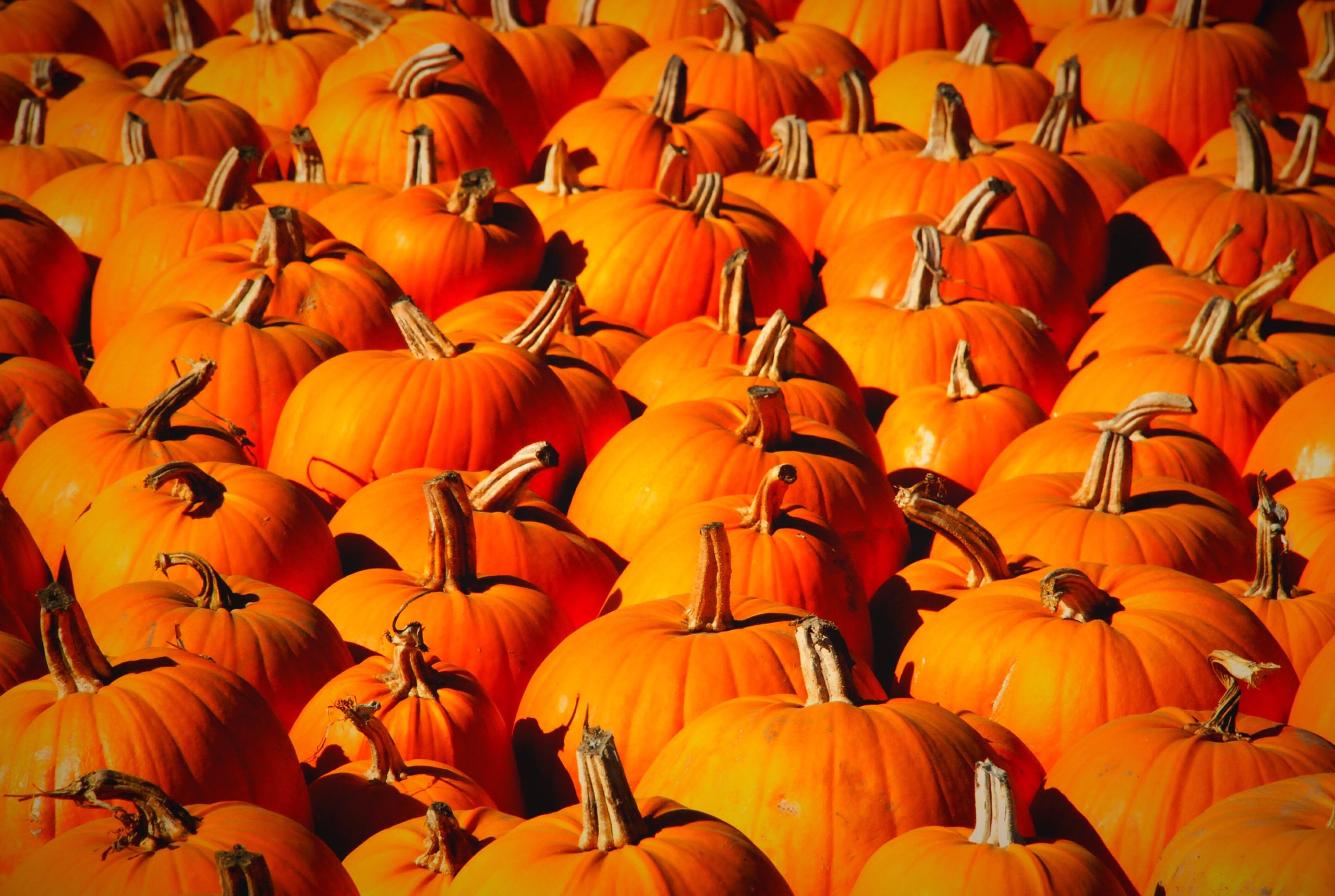 Enjoy Family Fun at the Pumpkin Patch, Followed by a Delicious Meal at McGrath’s